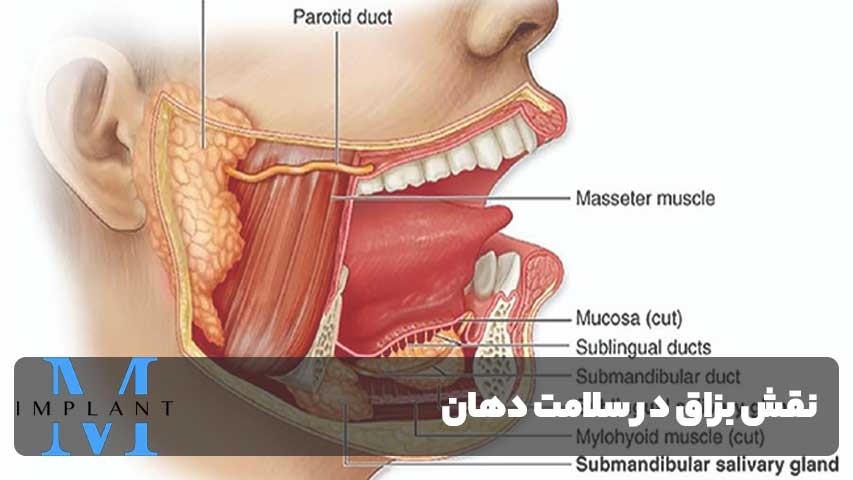 نقش بزاق در سلامت دهان